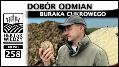 Photo of DOBÓR ODMIAN BURAKA CUKROWEGO. | ODCINEK 258