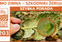 Photo of MIMO ZIMNA – SZKODNIKI ŻERUJĄ! | SZYBKA PORADA #203