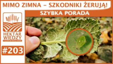 Photo of MIMO ZIMNA – SZKODNIKI ŻERUJĄ! | SZYBKA PORADA #203