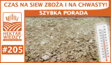 Photo of CZAS NA SIEW ZBOŻA I NA CHWASTY! | SZYBKA PORADA #205