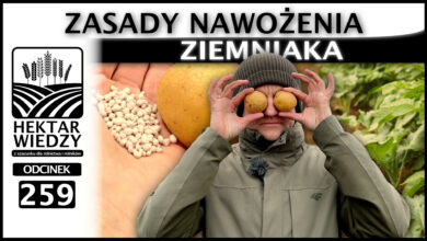 Photo of ZASADY NAWOŻENIA ZIEMNIAKA W UPRAWIE POLOWEJ. | ODCINEK 259