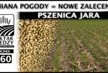 Photo of ZMIANA POGODY – NOWE ZALECENIA. PSZENICA JARA. | ODCINEK 260