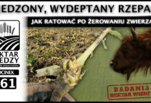 Photo of ZJEDZONY, WYDEPTANY RZEPAK! JAK RATOWAĆ PO ŻEROWANIU ZWIERZĄT? | ODCINEK 261