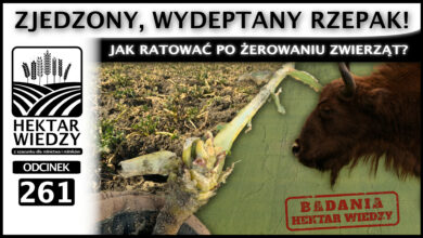 Photo of ZJEDZONY, WYDEPTANY RZEPAK! JAK RATOWAĆ PO ŻEROWANIU ZWIERZĄT? | ODCINEK 261