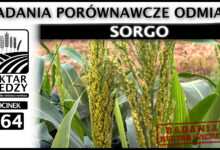 Photo of SORGO – BADANIA PORÓWNAWCZE ODMIAN. | ODCINEK 264