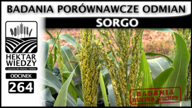 Photo of SORGO – BADANIA PORÓWNAWCZE ODMIAN. | ODCINEK 264