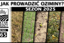 Photo of JAK PROWADZIĆ OZIMINY? SEZON 2025. | ODCINEK 265