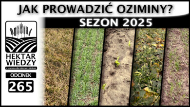 Photo of JAK PROWADZIĆ OZIMINY? SEZON 2025. | ODCINEK 265