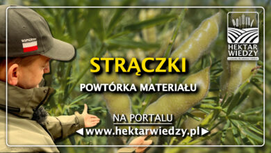 Photo of STRĄCZKI – POWTÓRKA MATERIAŁU