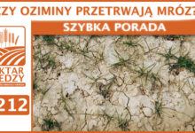 Photo of CZY OZIMINY PRZETRWAJĄ MRÓZ? | SZYBKA PORADA #212