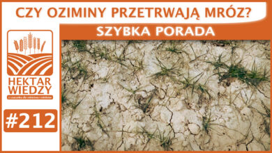 Photo of CZY OZIMINY PRZETRWAJĄ MRÓZ? | SZYBKA PORADA #212