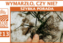 Photo of WYMARZŁO CZY NIE? | SZYBKA PORADA #213