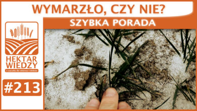 Photo of WYMARZŁO CZY NIE? | SZYBKA PORADA #213