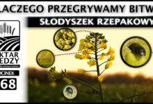 Photo of SŁODYSZEK RZEPAKOWY. DLACZEGO PRZEGRYWAMY BITWĘ? | ODCINEK 268