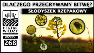 Photo of SŁODYSZEK RZEPAKOWY. DLACZEGO PRZEGRYWAMY BITWĘ? | ODCINEK 268