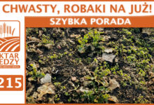 Photo of CHWASTY, ROBAKI NA JUŻ? | SZYBKA PORADA #215