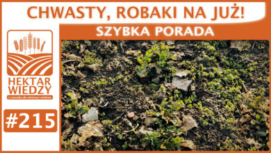 Photo of CHWASTY, ROBAKI NA JUŻ? | SZYBKA PORADA #215