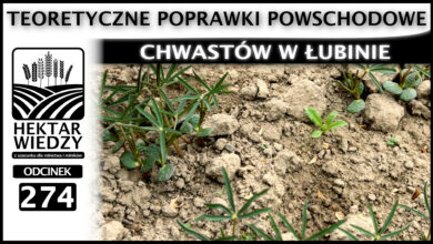 Photo of TEORETYCZNE POPRAWKI POWSCHODOWE CHWASTÓW W ŁUBINIE. | ODCINEK 274