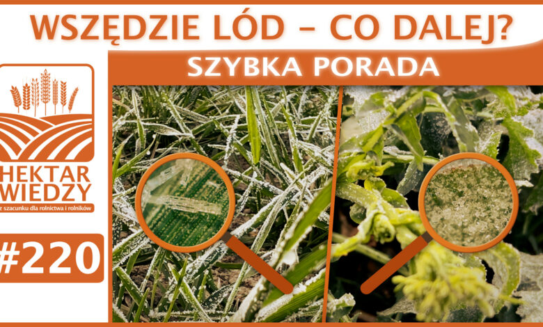 SZYBKA_PORADA_OKLADKA_220