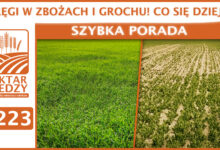 Photo of KRĘGI W ZBOŻACH I GROCHU! CO SIĘ DZIEJE? | SZYBKA PORADA #223