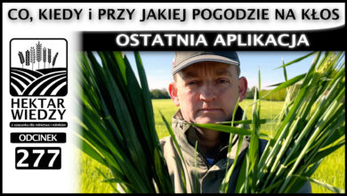 Photo of CO, KIEDY I PRZY JAKIEJ POGODZIE NA KŁOS – OSTATNIA APLIKACJA. | ODCINEK 277