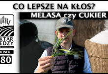 Photo of MELASA CZY CUKIER, CO LEPSZE NA KŁOS? | ODCINEK 280