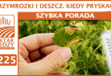 Photo of PRZYMROZKI I DESZCZ. KIEDY PRYSKAĆ? | SZYBKA PORADA #225