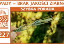 Photo of OPADY = BRAK JAKOŚCI ZIARNA? | SZYBKA PORADA #227