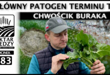 Photo of CHWOŚCIK BURAKA. GŁÓWNY PATOGEN TERMINU T1. | ODCINEK 283