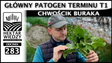 Photo of CHWOŚCIK BURAKA. GŁÓWNY PATOGEN TERMINU T1. | ODCINEK 283
