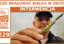 Photo of MOŻE BRAKOWAĆ BIAŁKA W ZBOŻU? | SZYBKA PORADA #229