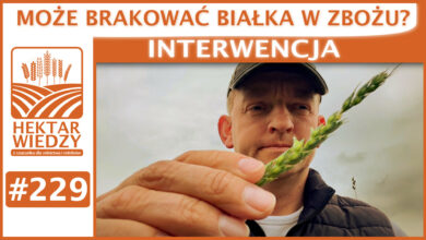 Photo of MOŻE BRAKOWAĆ BIAŁKA W ZBOŻU? | SZYBKA PORADA #229