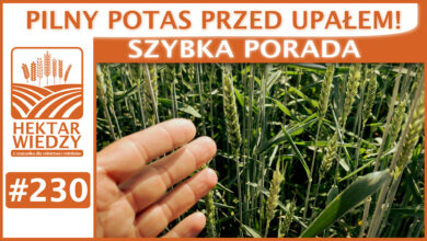 Photo of PILNY POTAS PRZED UPAŁEM! | SZYBKA PORADA #230