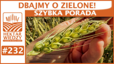 Photo of DBAJMY O ZIELONE. | SZYBKA PORADA #232