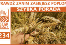 Photo of SPRAWDŹ ZANIM ZASIEJESZ POPLONY! | SZYBKA PORADA #234