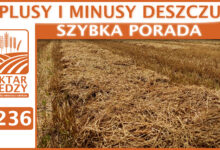 Photo of PLUSY I MINUSY DESZCZU. | SZYBKA PORADA #236