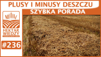 Photo of PLUSY I MINUSY DESZCZU. | SZYBKA PORADA #236