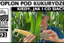 Photo of POPLON POD KUKURYDZĘ – KIEDY, JAK I CO ZASIAĆ? | ODCINEK 291