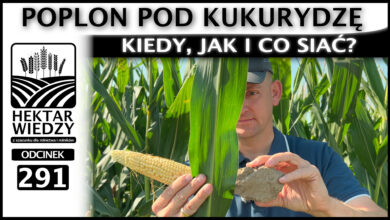 Photo of POPLON POD KUKURYDZĘ – KIEDY, JAK I CO ZASIAĆ? | ODCINEK 291