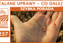 Photo of ZALANE UPRAWY – CO DALEJ? | SZYBKA PORADA #237