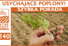 Photo of USYCHAJĄCE POPLONY. | SZYBKA PORADA #240