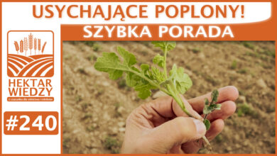 Photo of USYCHAJĄCE POPLONY. | SZYBKA PORADA #240