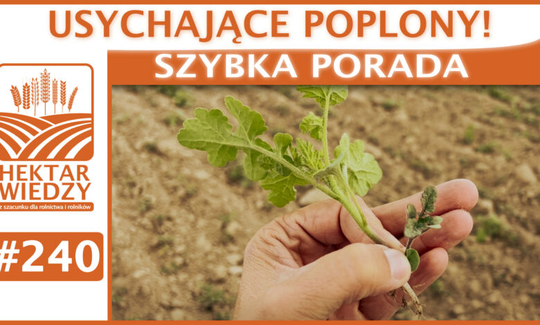 SZYBKA_PORADA_OKLADKA_240