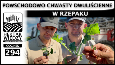 Photo of POWSCHODOWO CHWASTY DWULIŚCIENNE W RZEPAKU. | ODCINEK 294