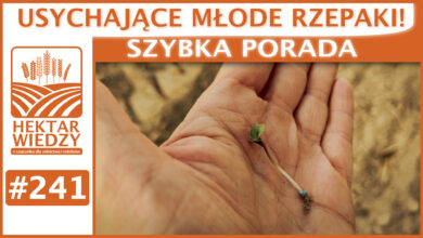 Photo of USYCHAJĄCE MŁODE RZEPAKI! | SZYBKA PORADA #241