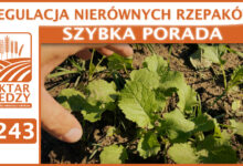 Photo of REGULACJA NIERÓWNYCH RZEPAKÓW. | SZYBKA PORADA #243