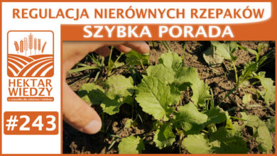 Photo of REGULACJA NIERÓWNYCH RZEPAKÓW. | SZYBKA PORADA #243