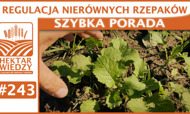 SZYBKA_PORADA_OKLADKA_243