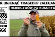 Photo of ZALEGANIE HERBICYDÓW PO KUKURYDZY. JAK UNIKNĄĆ TRAGEDII? | ODCINEK 299
