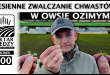 Photo of JESIENNE ZWALCZANIE CHWASTÓW W OWSIE OZIMYM. | ODCINEK 300